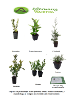 pack 50 plantas de seto (3)